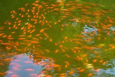 近现代军事RTS游戏《烈火战马》Steam现已转为免费 