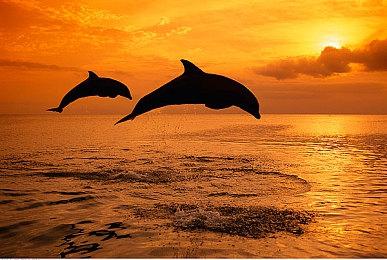 NVIDIA RTX 40居然还没点亮！发布遥遥无期